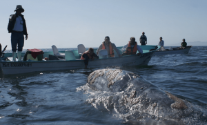 ballenas en el fiordo de saguenay