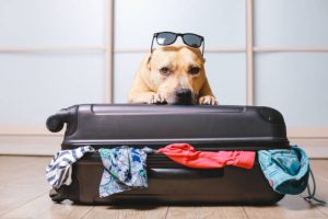 Viajar con mascotas a Canadá